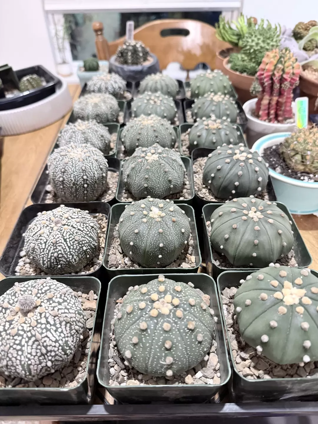 SURPRISE ME!! Seller’s Choice Astrophytum Asterias LARGE SIZE thumbnail