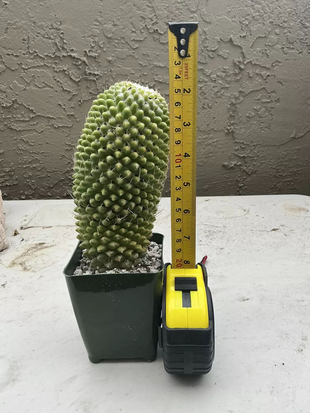 Mammillaria elongata thumbnail