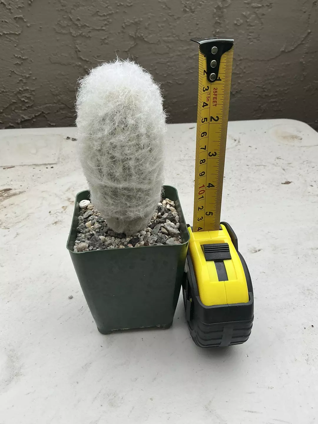 Espostoa lanata thumbnail