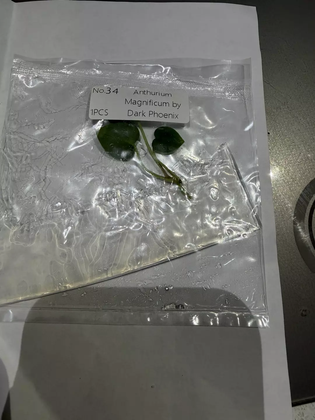 Anthurium mag x dark phoenix  thumbnail