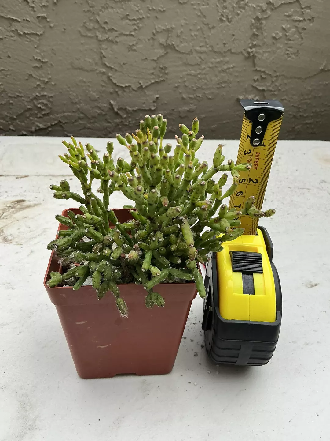 Rhipsalis cereuscula thumbnail