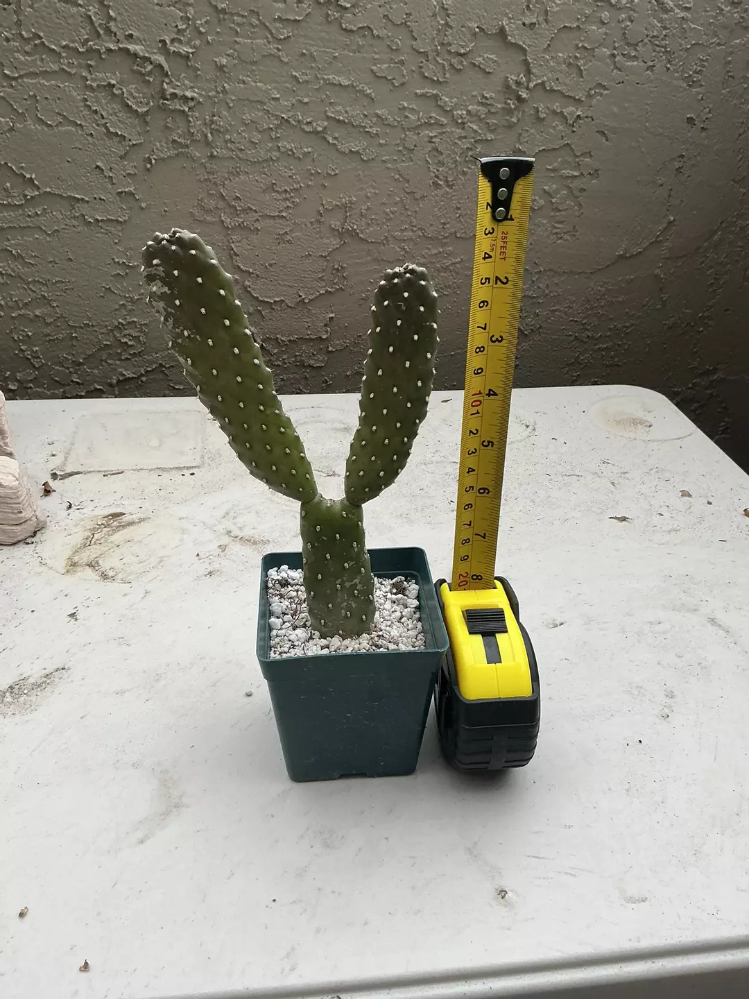 Opuntia microdasys thumbnail