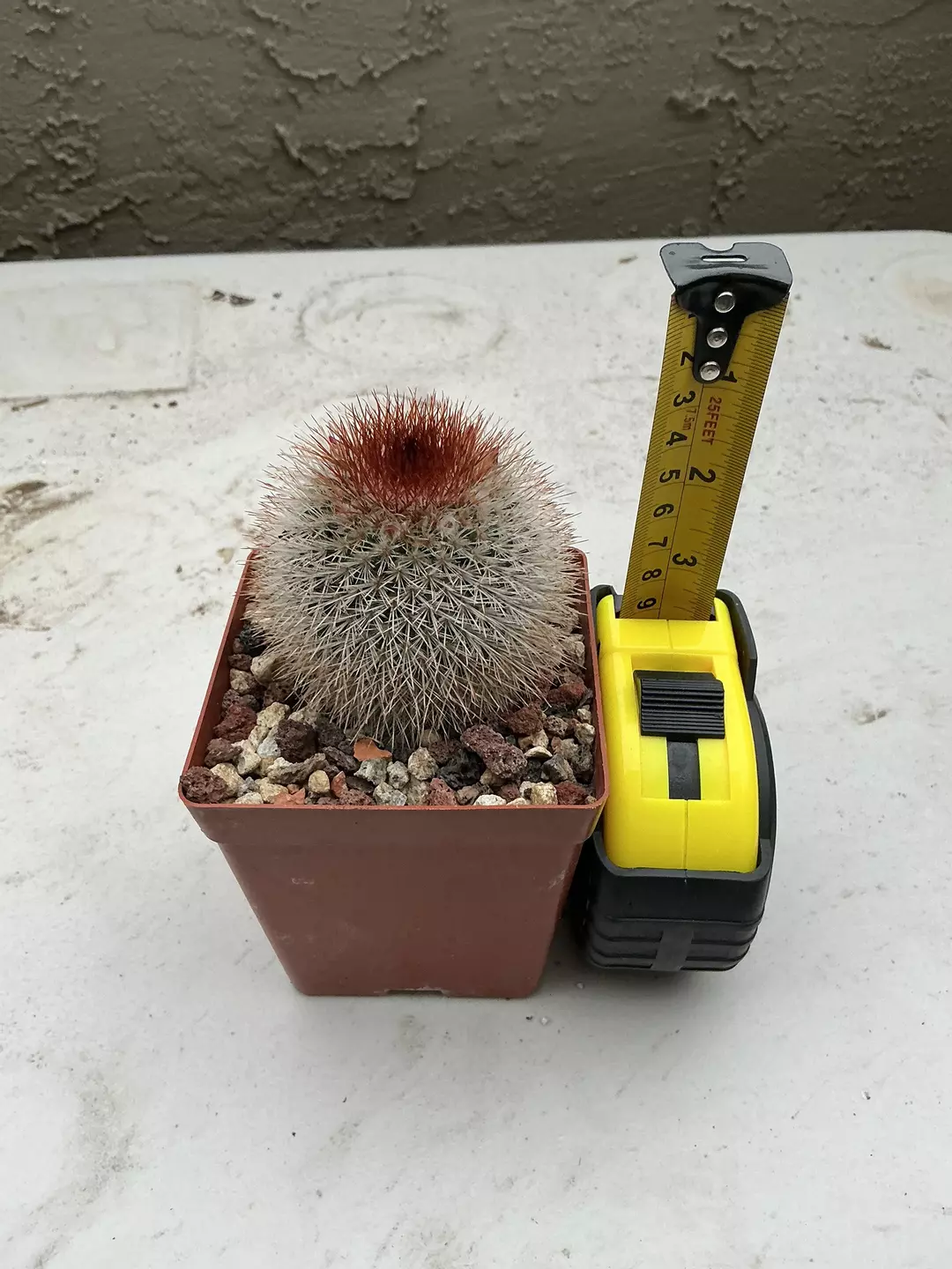 Mammillaria spinosissima thumbnail