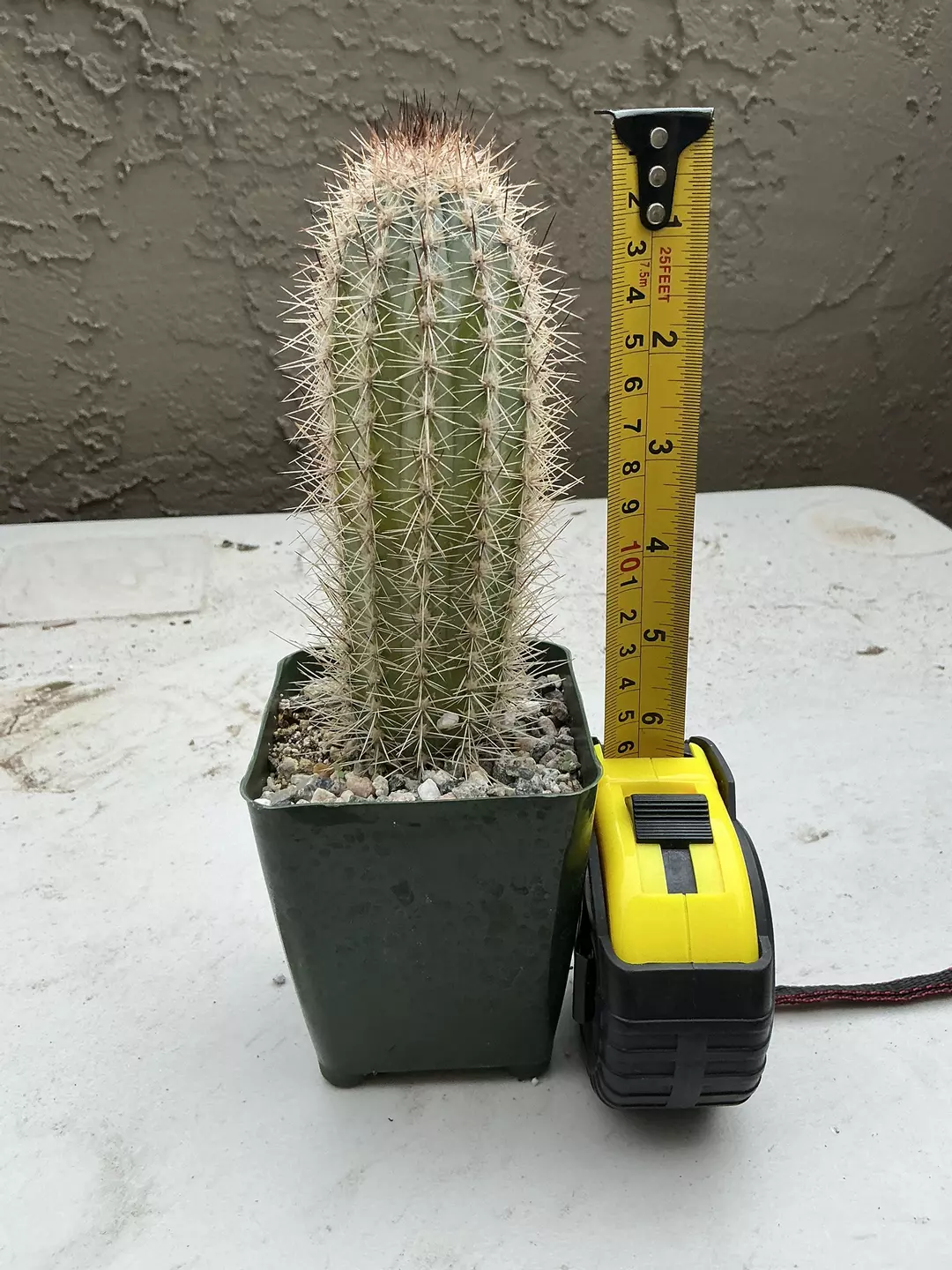 Echinopsis spachiana thumbnail