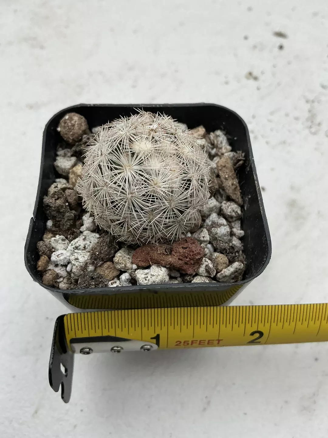 Mammillaria gracilis thumbnail