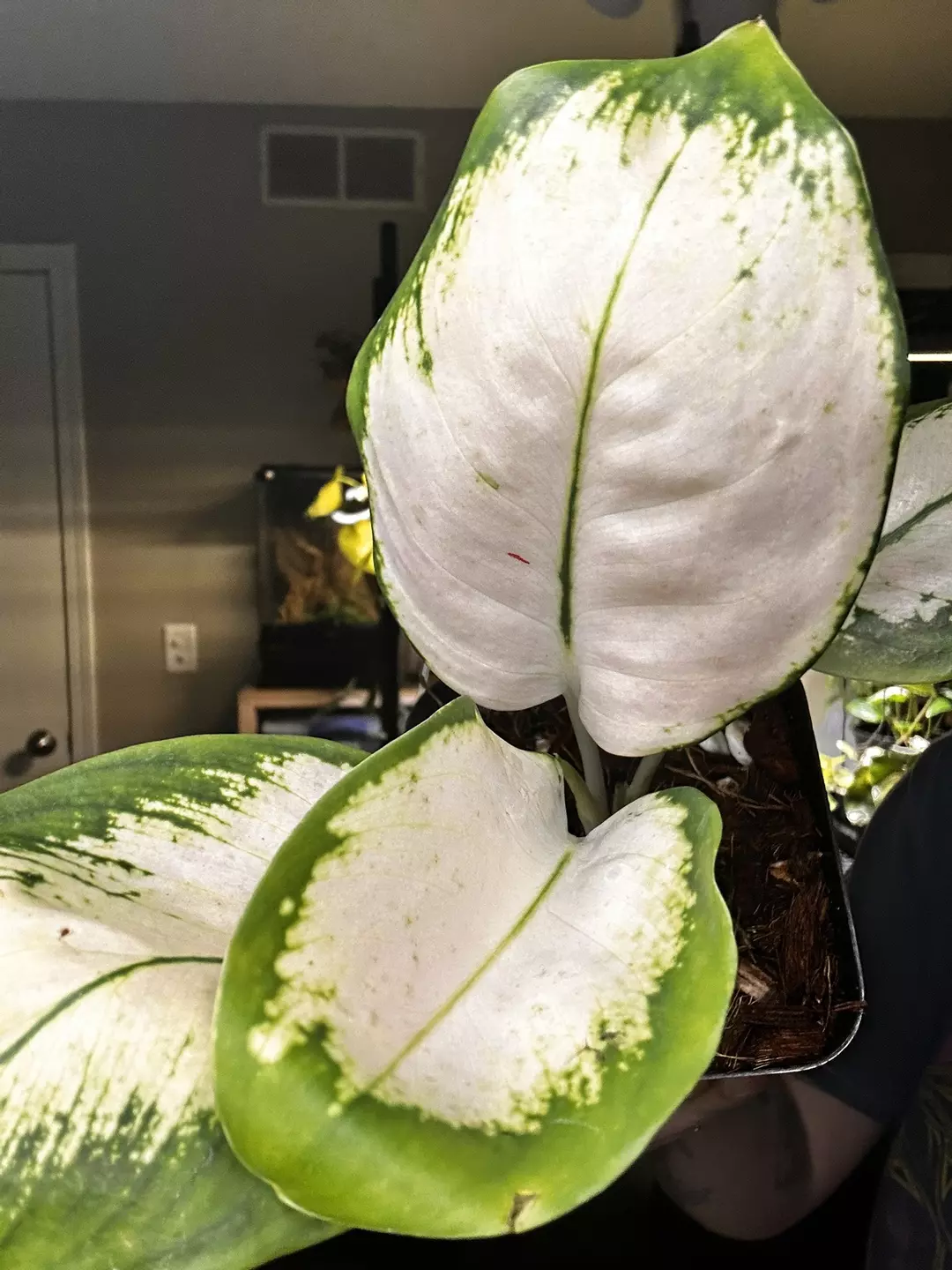 Aglaonema Yellow Cochin thumbnail