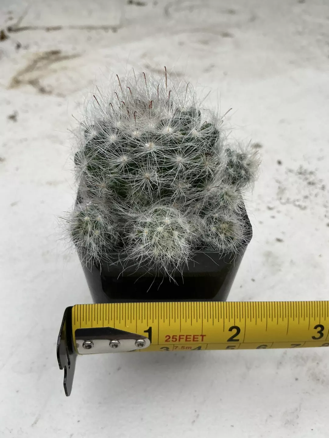 Mammillaria bocasana thumbnail
