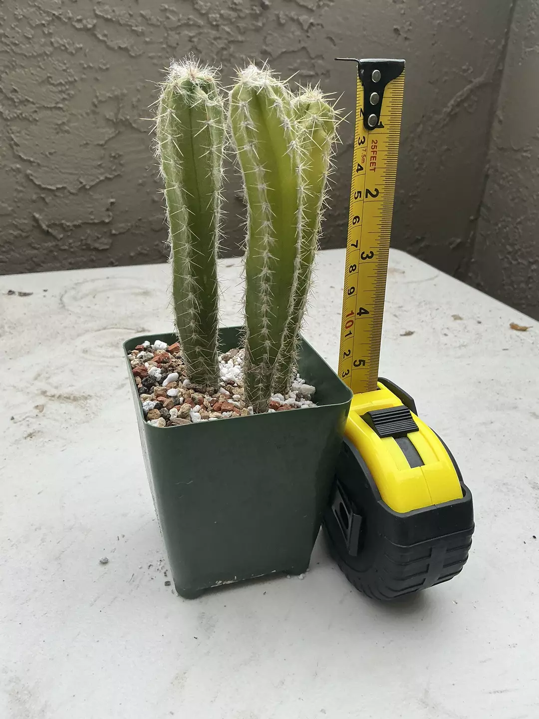 Cereus repandus thumbnail
