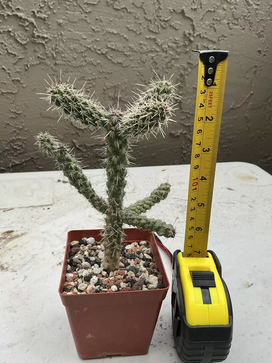 Tree cholla thumbnail