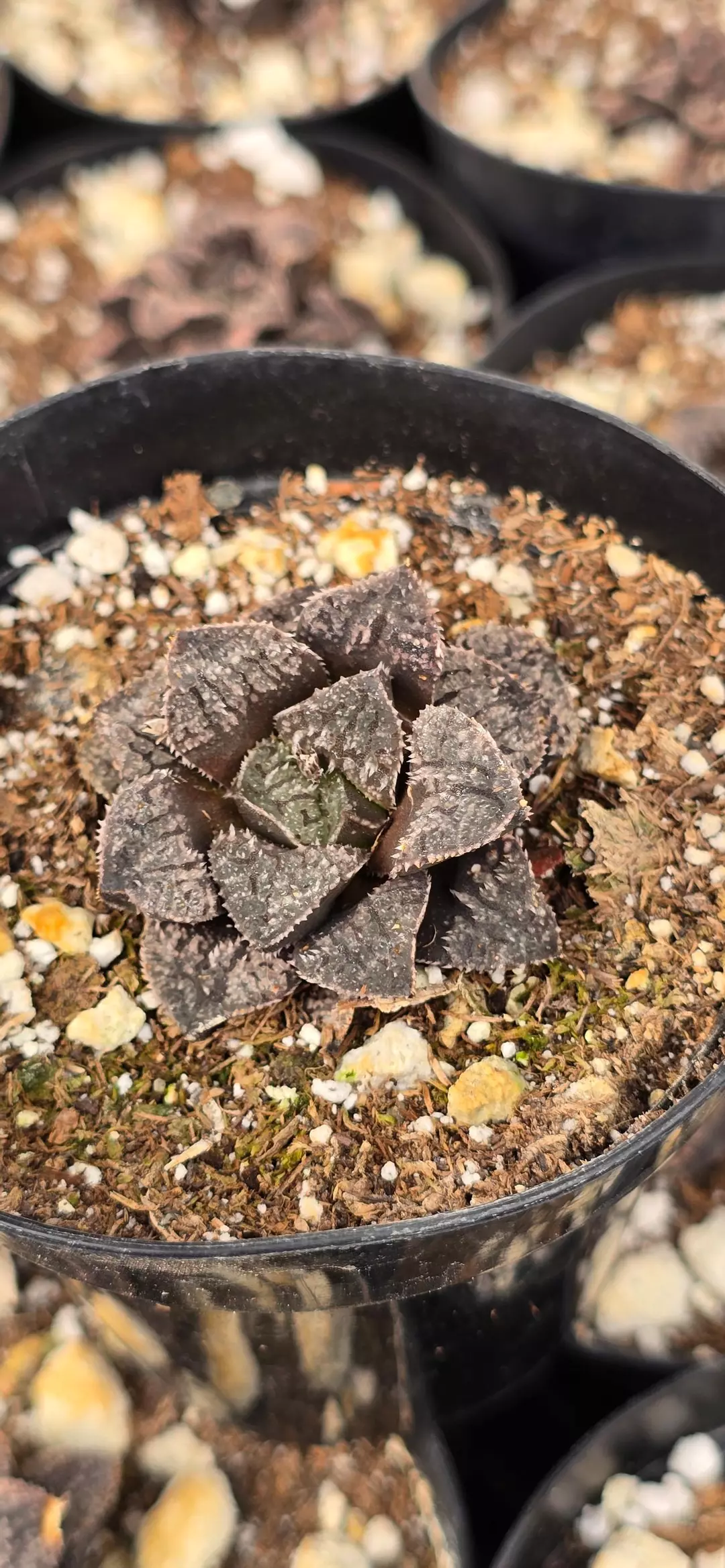 Haworthia Blue Diamond thumbnail