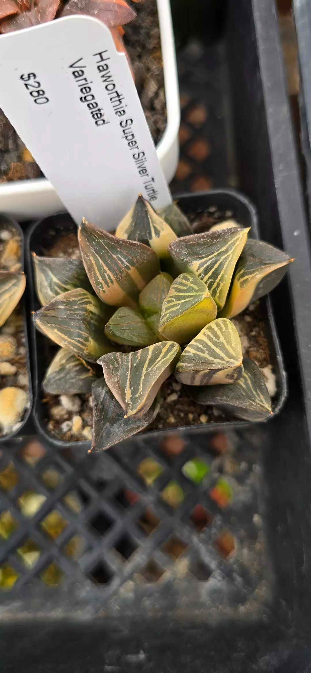 Haworthia silver thumbnail