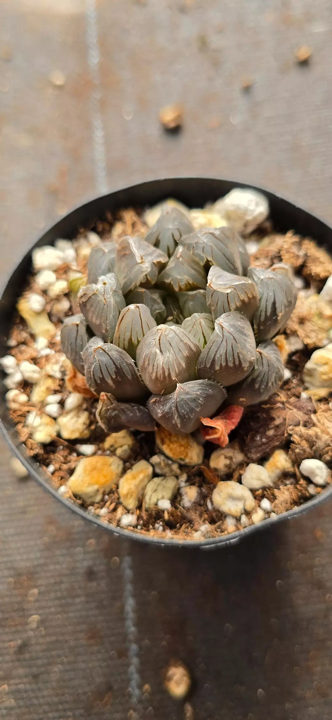 Haworthia obtusa thumbnail