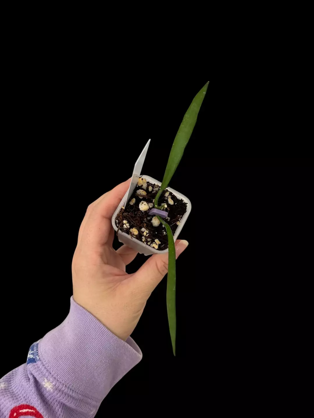 Dischidia Parasitica red bloom  thumbnail