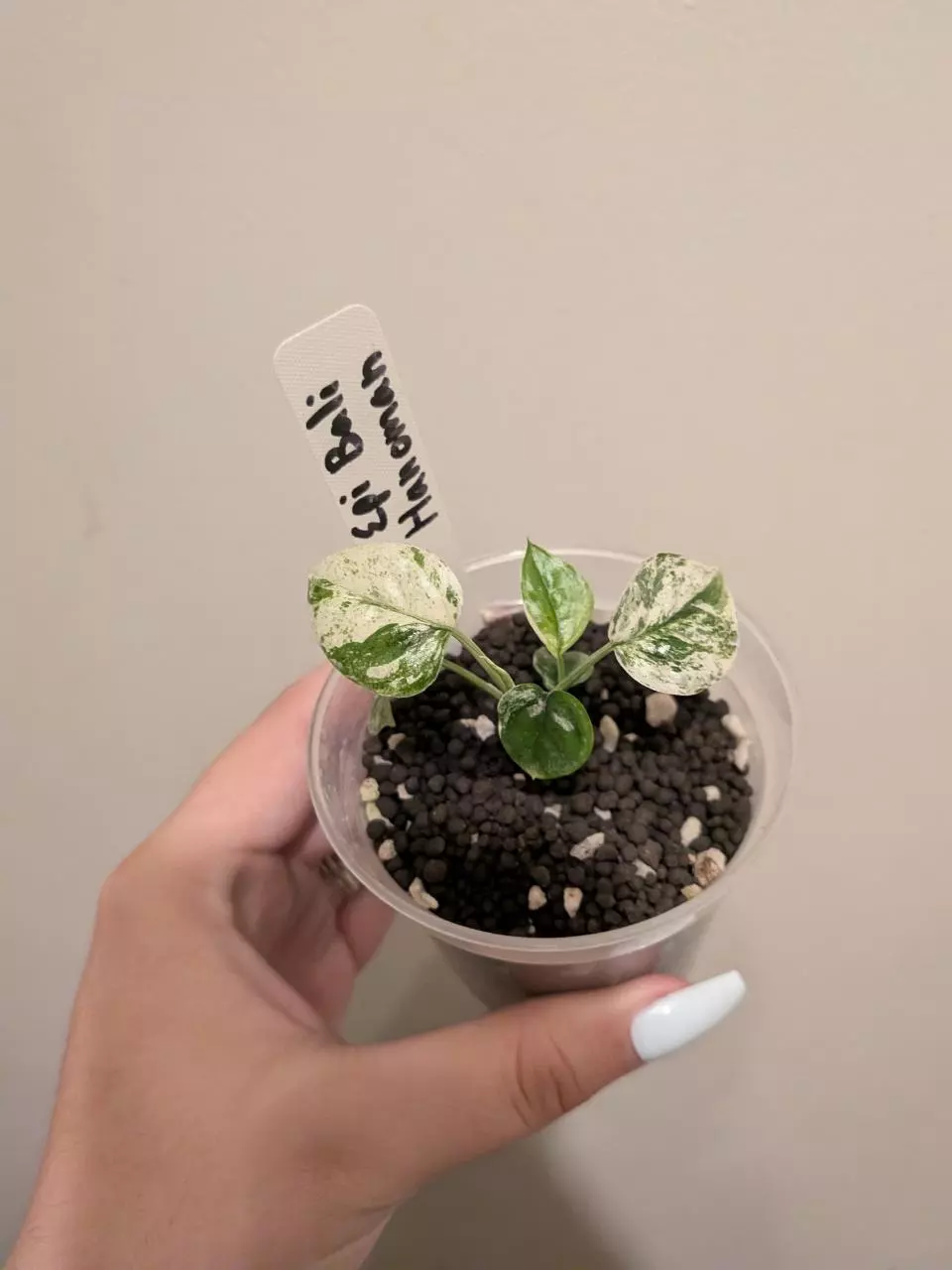 Epi Bali Hanonman  thumbnail