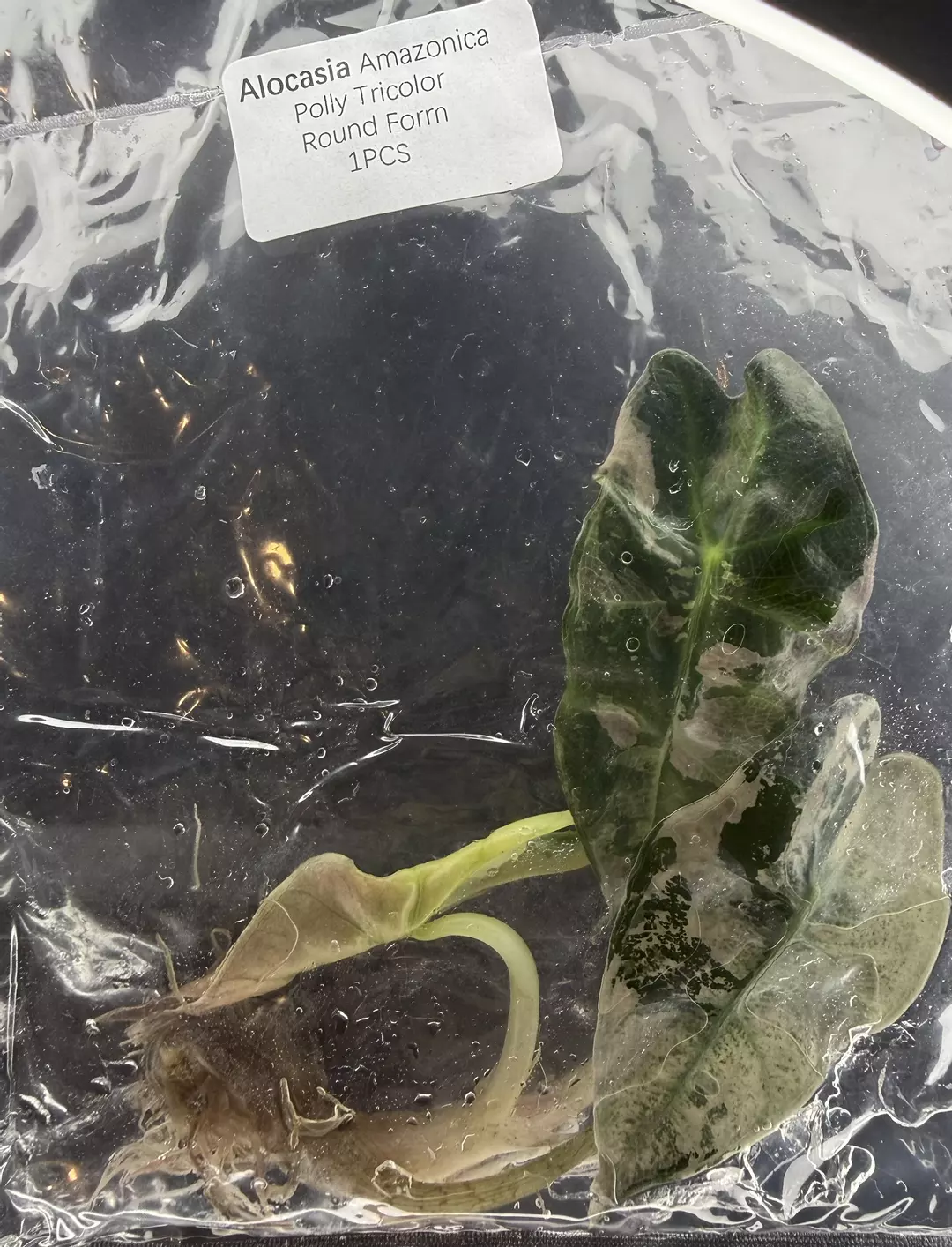 Polly Tricolor Round Form thumbnail