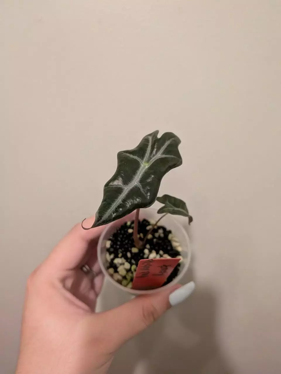 Pink Nobilis Revert thumbnail