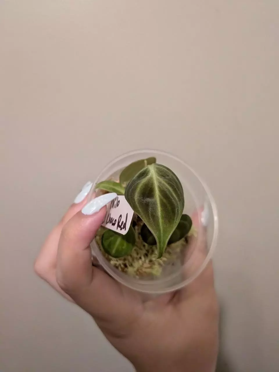 Philo El Choco Red thumbnail