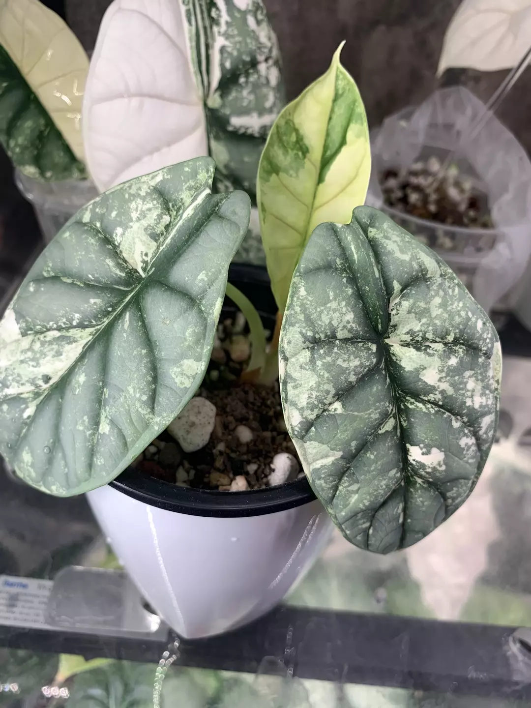 Alocasia silver dragon albo *corming* thumbnail