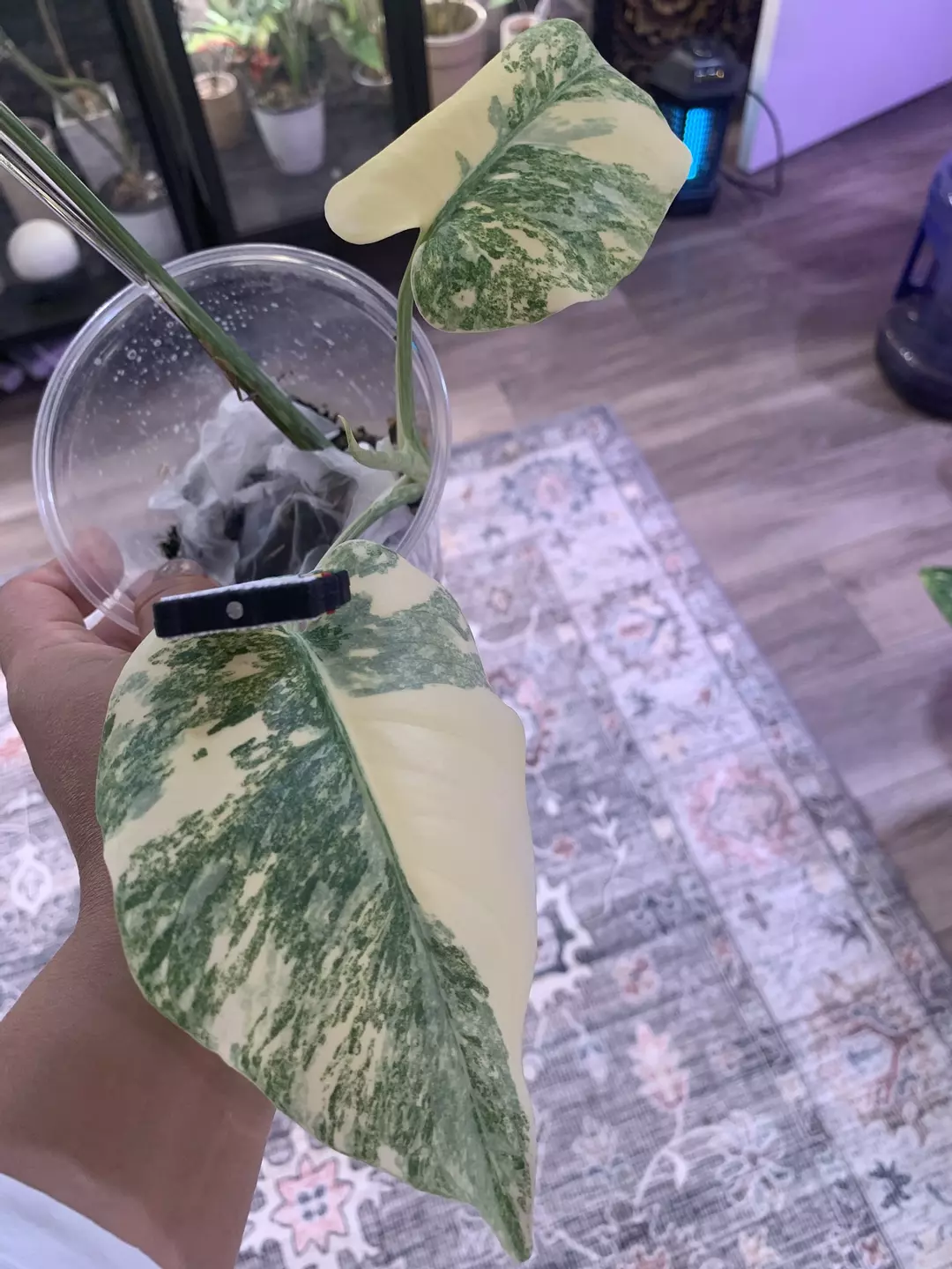 Monstera legacy cutting thumbnail