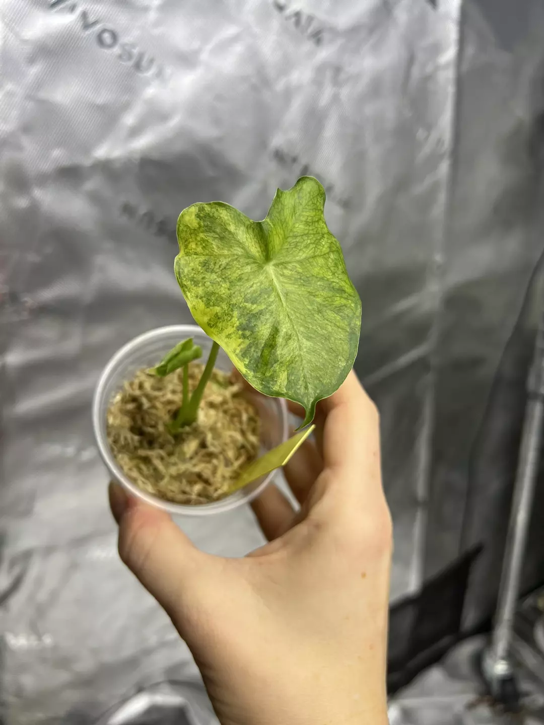 Alocasia London Eye Aurea thumbnail