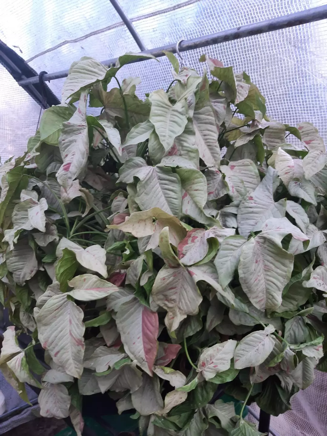 Mystery Cuttings thumbnail