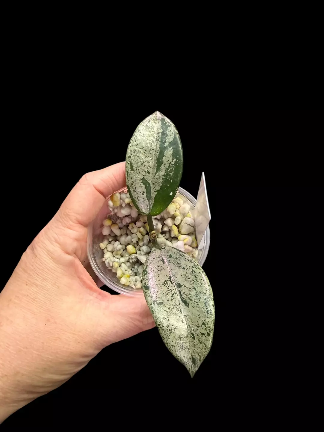 Hoya Wilbur Graves  thumbnail