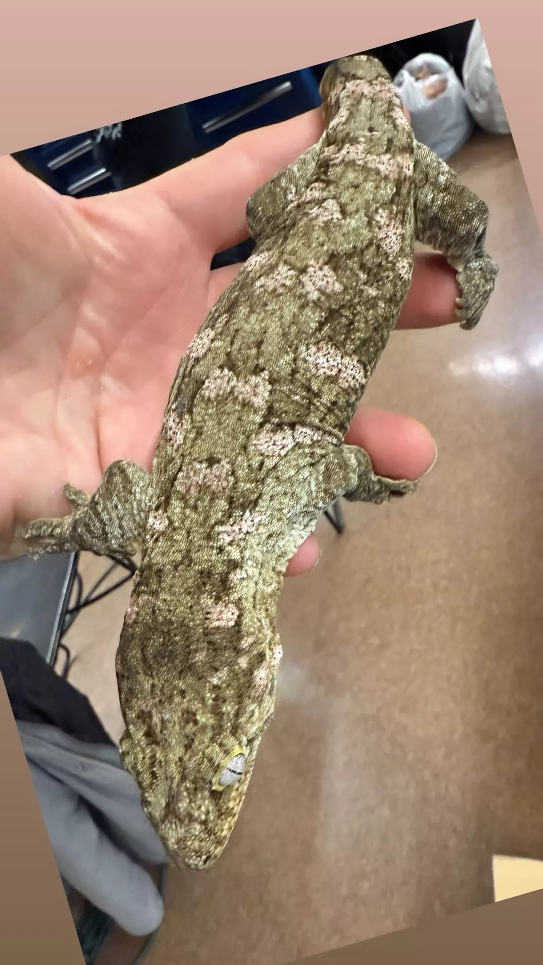 SUBADULT F NUU ANA/ Duu Ana thumbnail