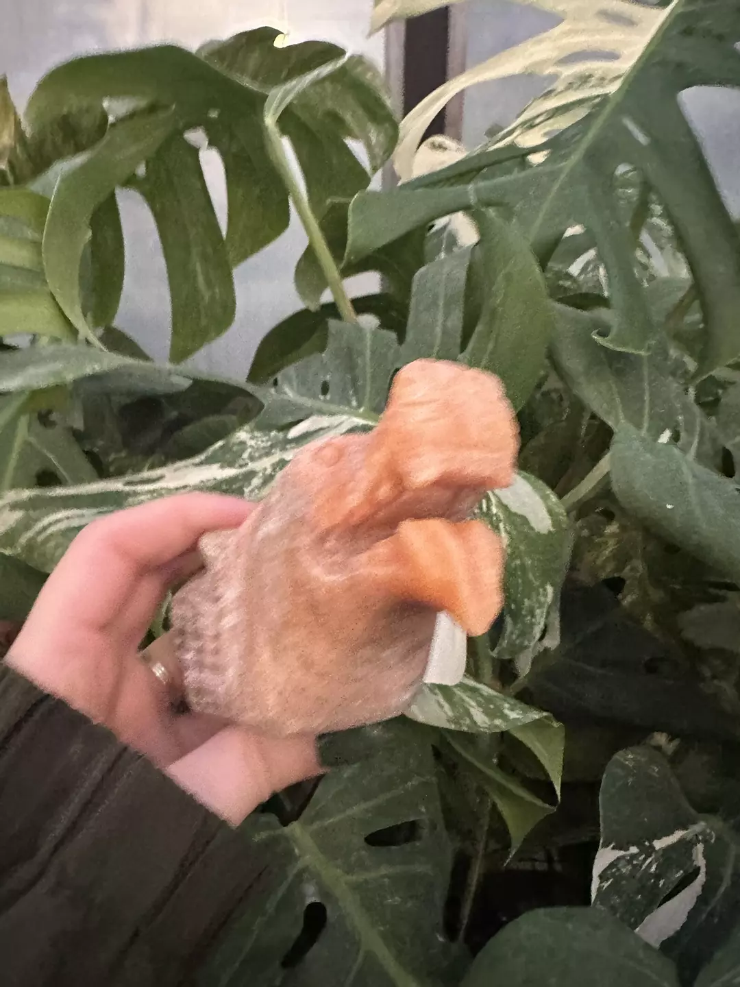 PSS-0543 Orange Calcite Wolf thumbnail