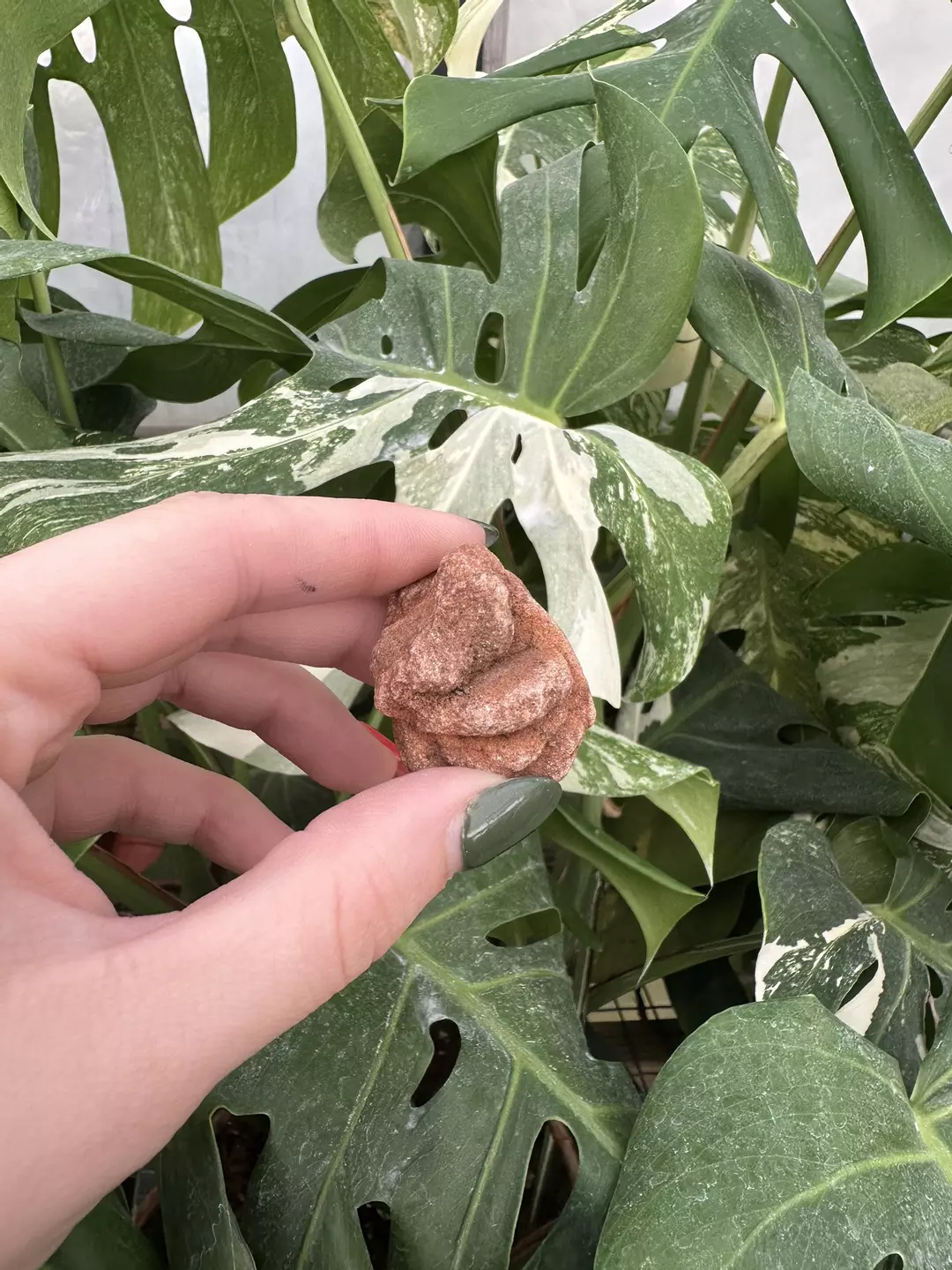 PSS-0560 Oklahoma Desert Rose thumbnail