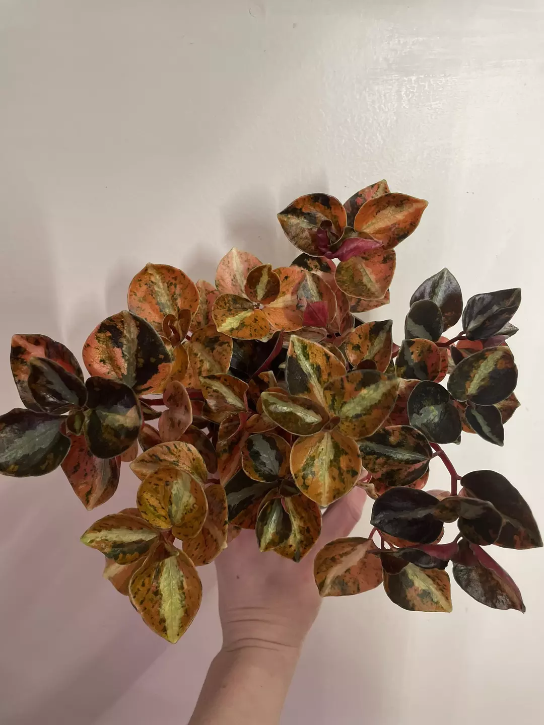 Peperomia Crème Brûlée thumbnail
