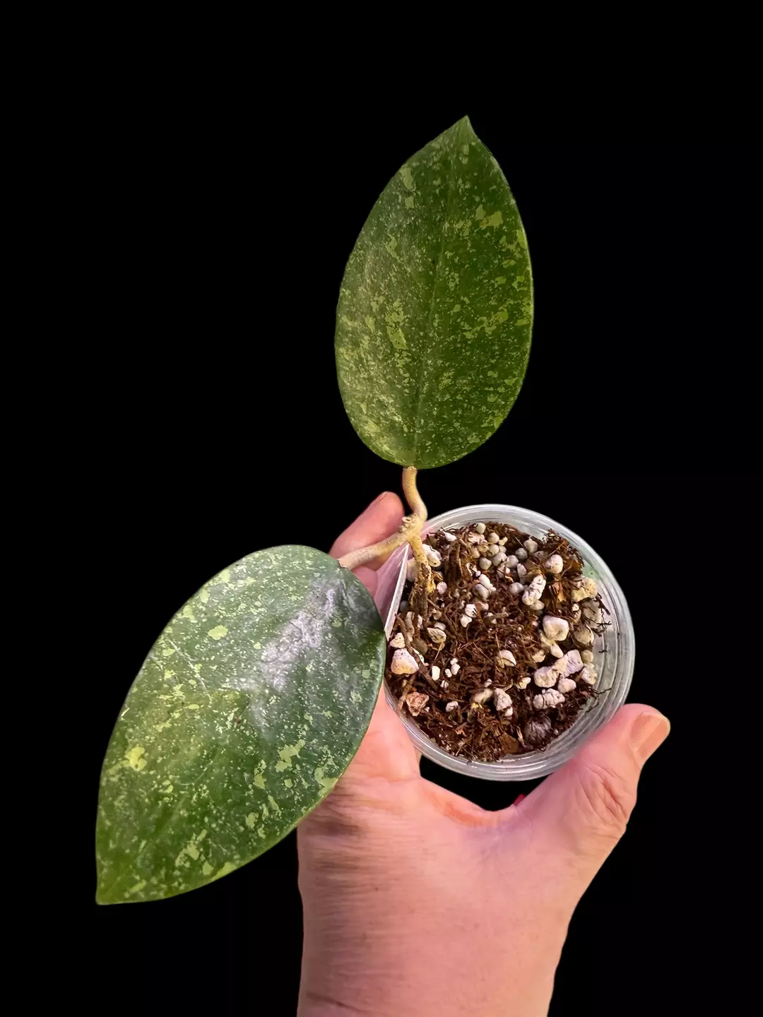 Hoya EPC600 very splash sunstresses purple  thumbnail