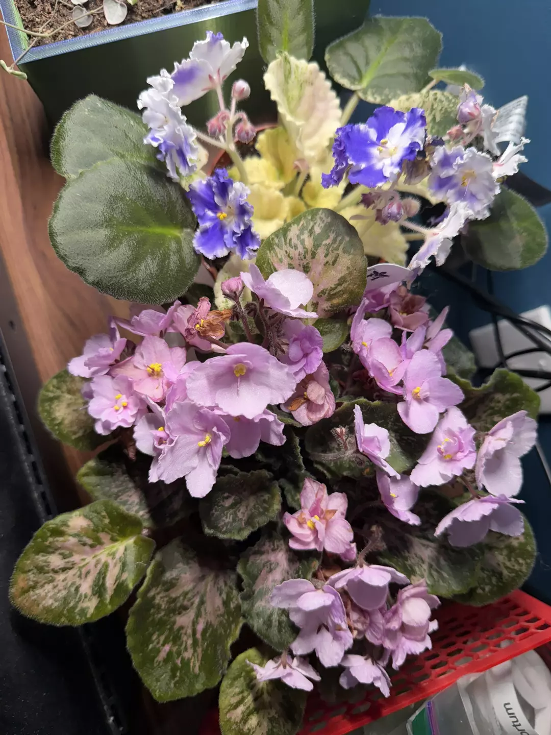 Insulation or padded mailer thumbnail