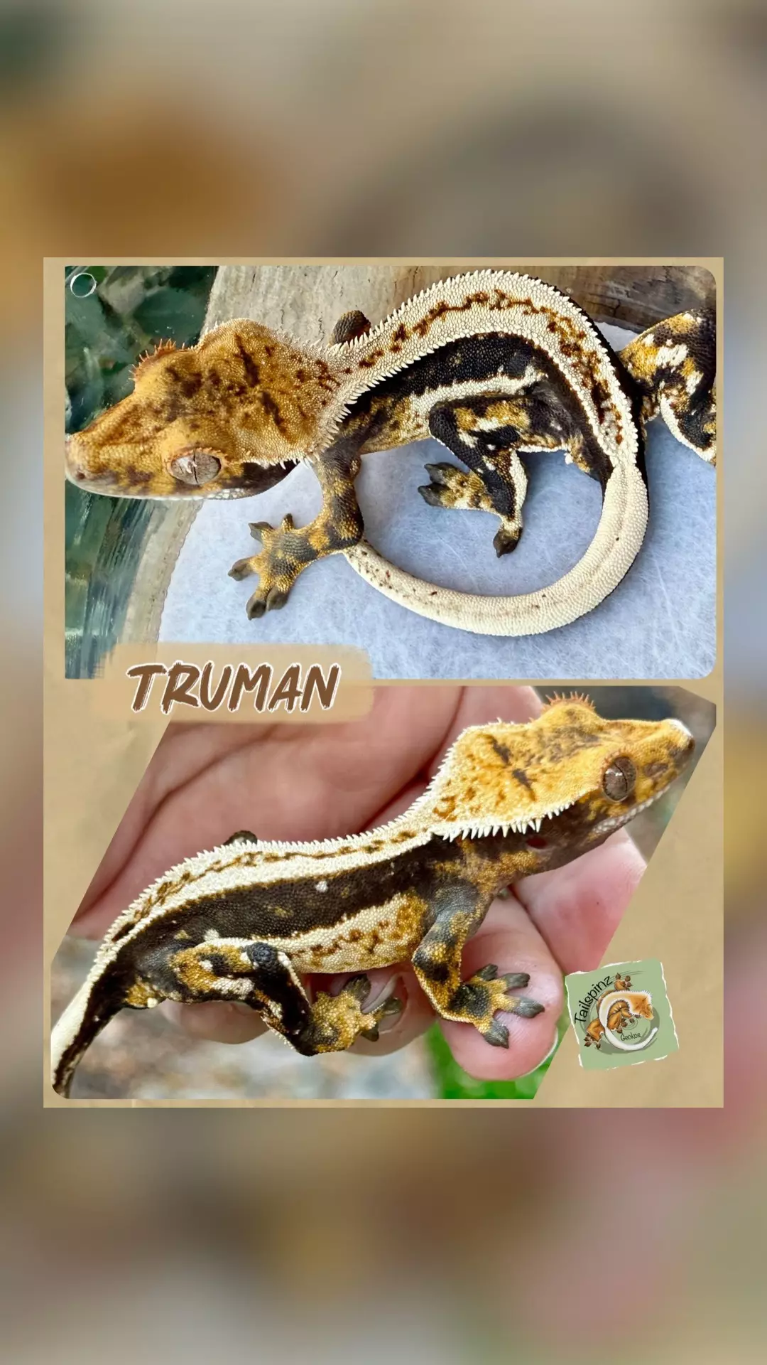 TRUMAN - High contrast White Wall -Pores thumbnail