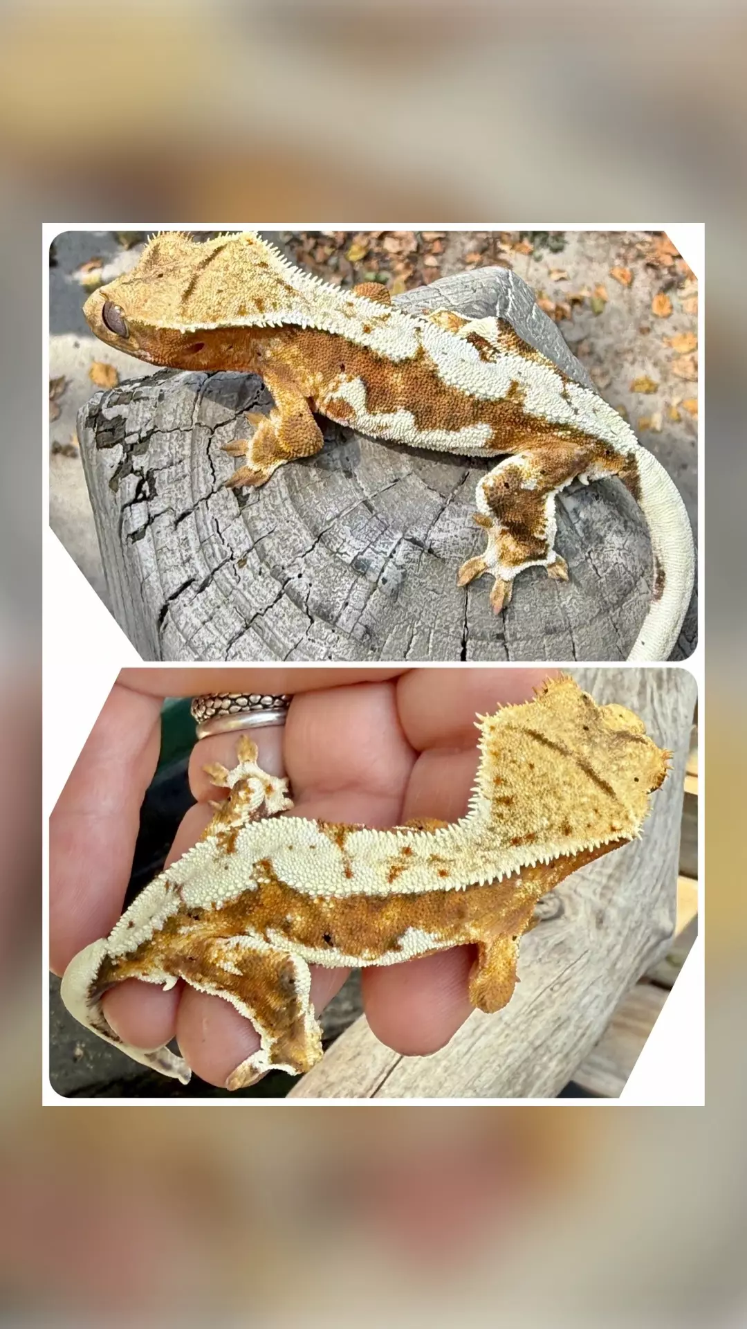 Gorgeous Tiger Tangerine LW Harlequin thumbnail