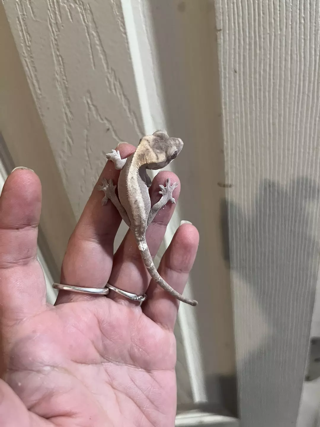 Super sable *NOT FOR SALE* thumbnail