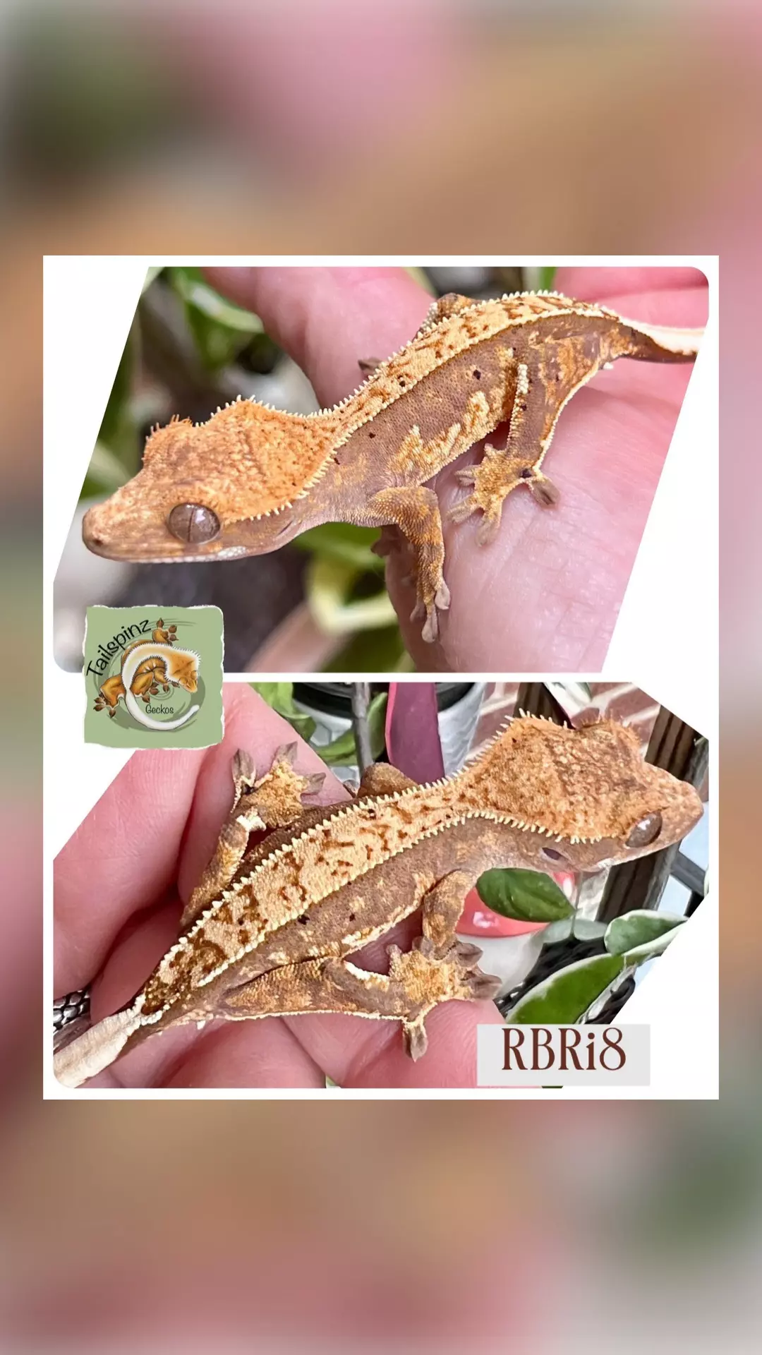 Red Pin Baby thumbnail