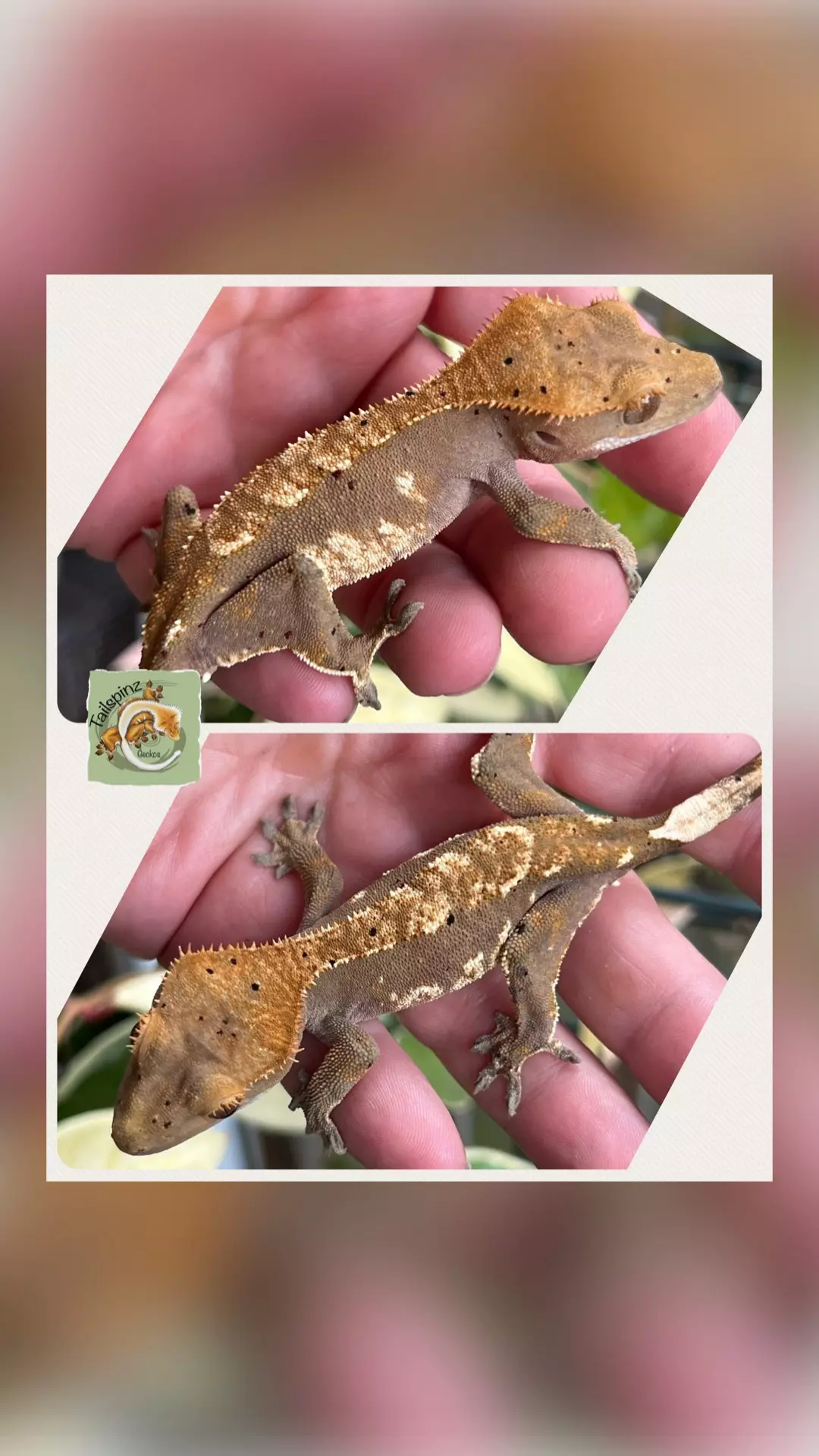 RUSSELL - M Chocolate Harley thumbnail