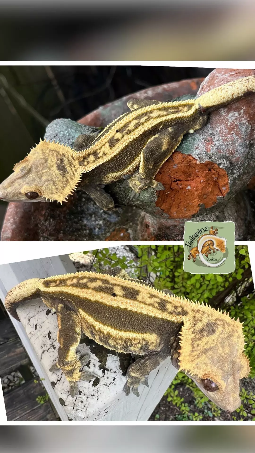 EB SS PROVEN M thumbnail