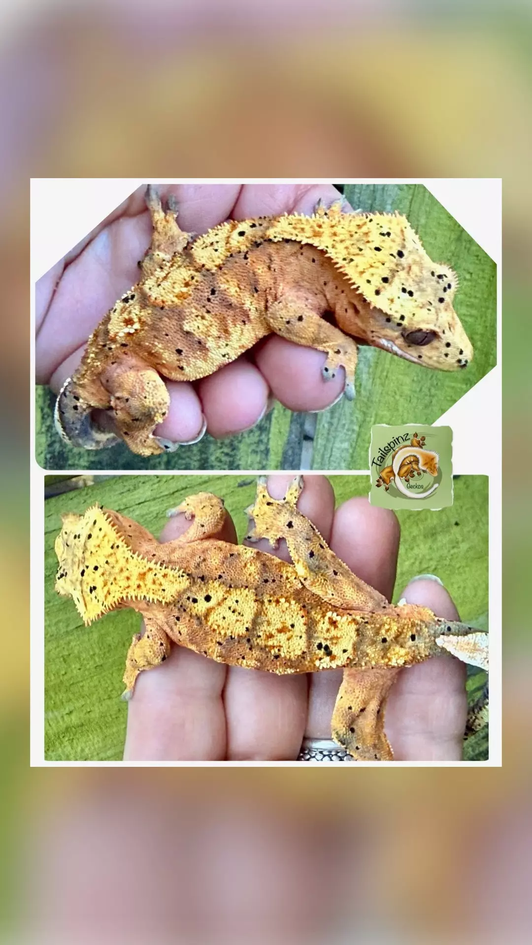 PATTERNED RED SUPER DAL - pores thumbnail