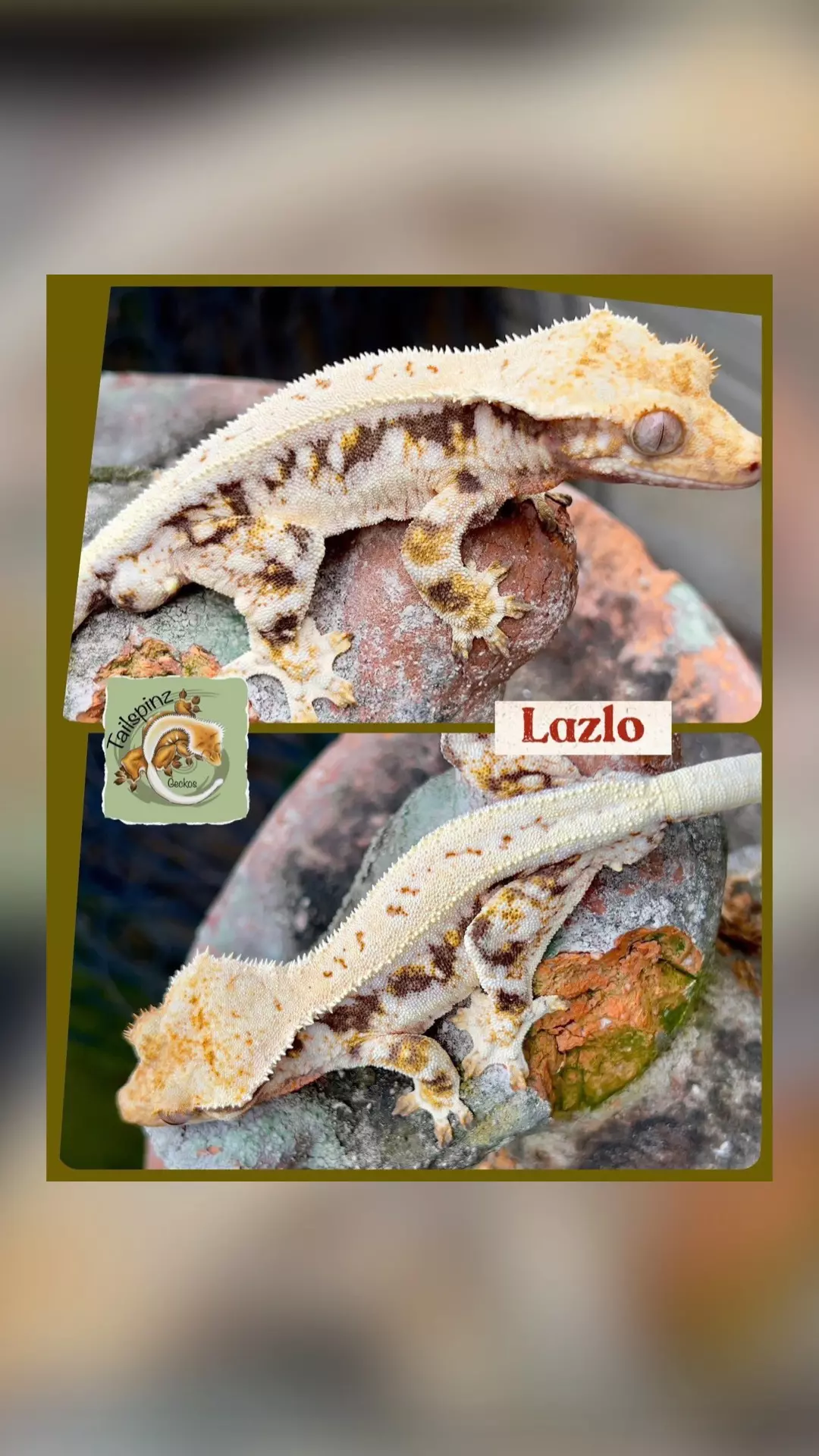 Killer Proven LW Tri thumbnail