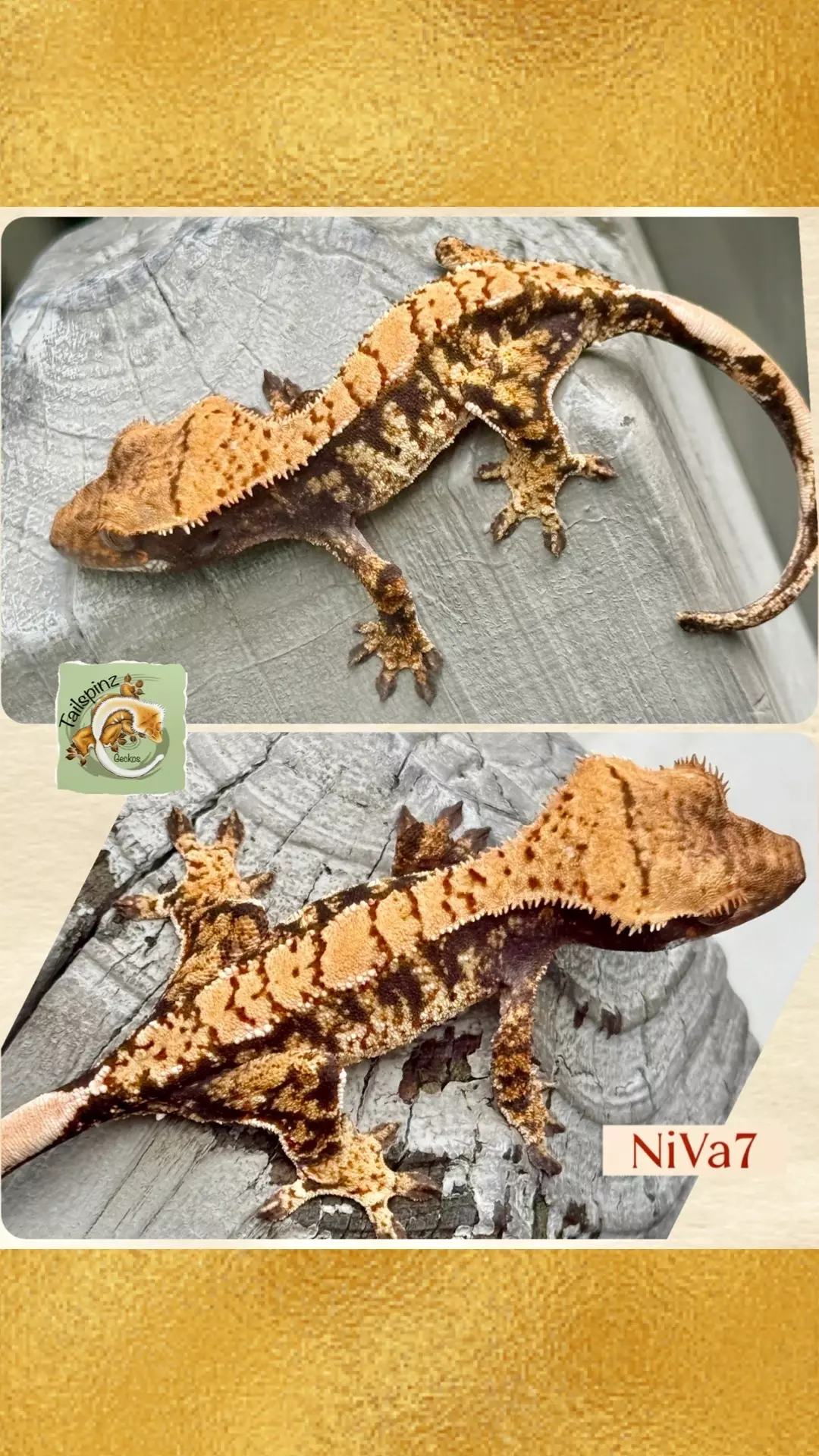 Lav & Cream Extreme thumbnail