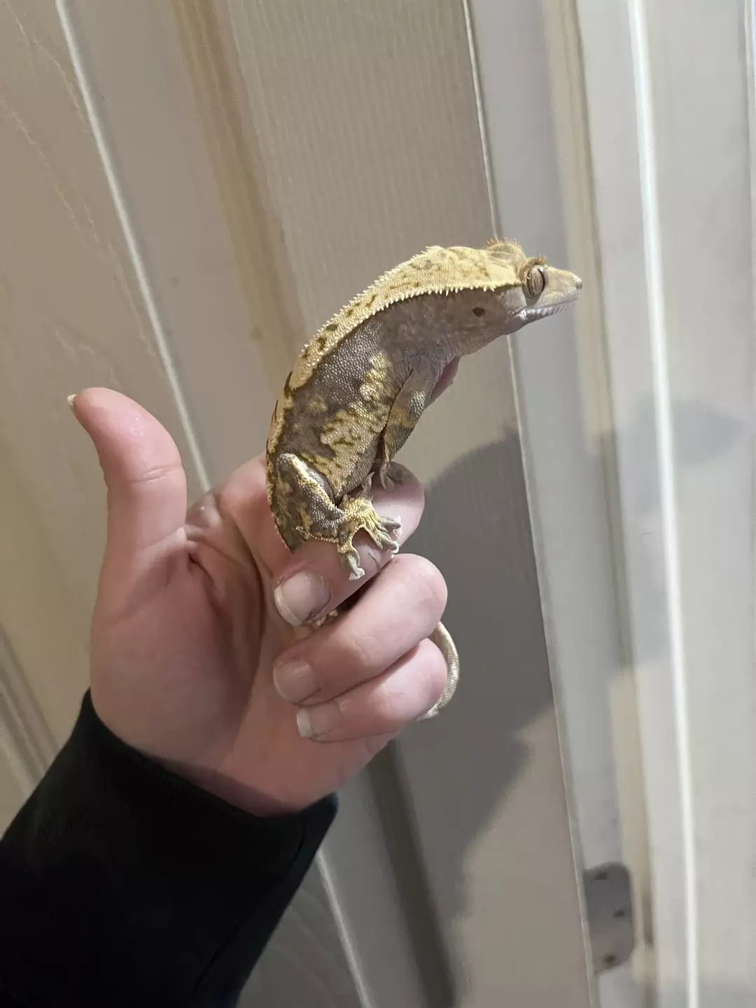 Tricolor Harlequin male 32g thumbnail