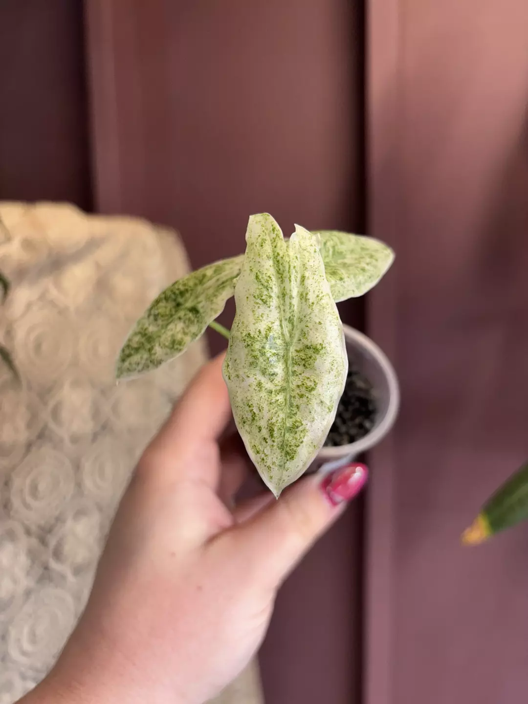 Alocasia Molted Longiloba thumbnail