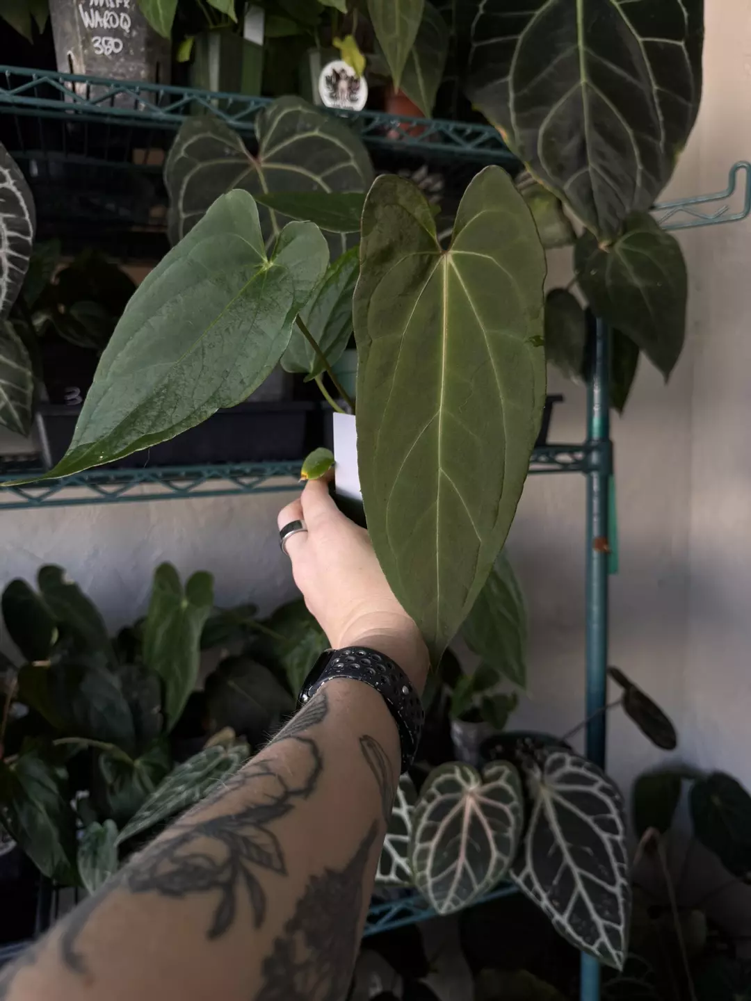 Anthurium (Pap RA 8 x “Soul Reaper”) x Red Spider select thumbnail