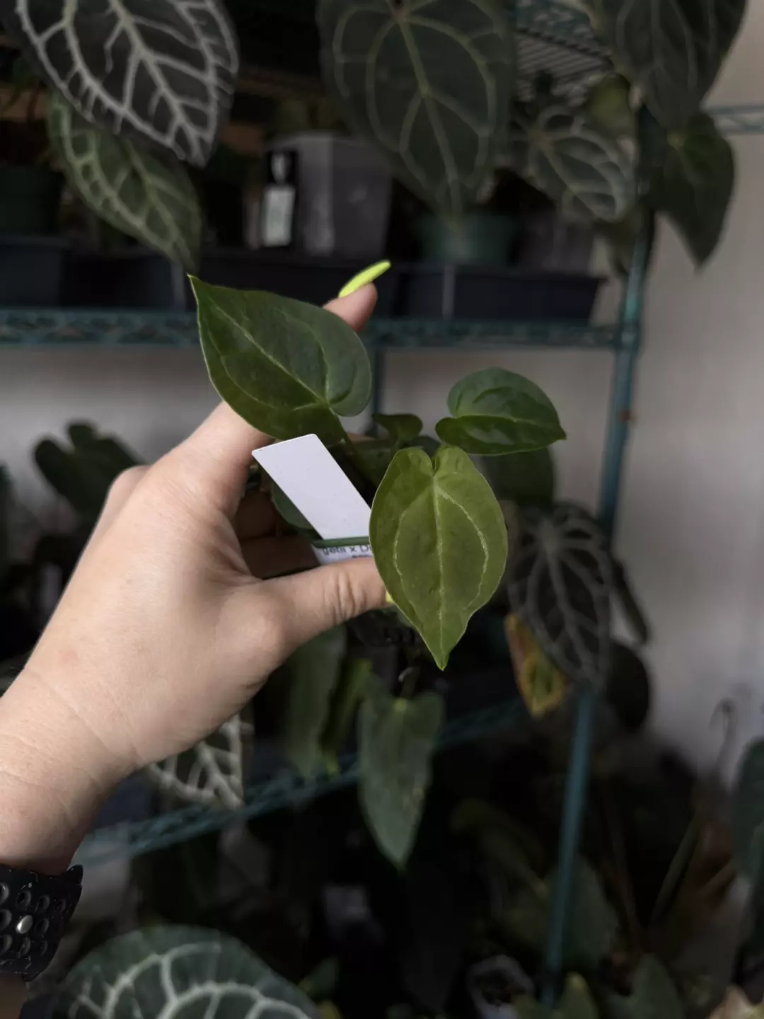 Anthurium Forgetii x Dress Carla select  thumbnail