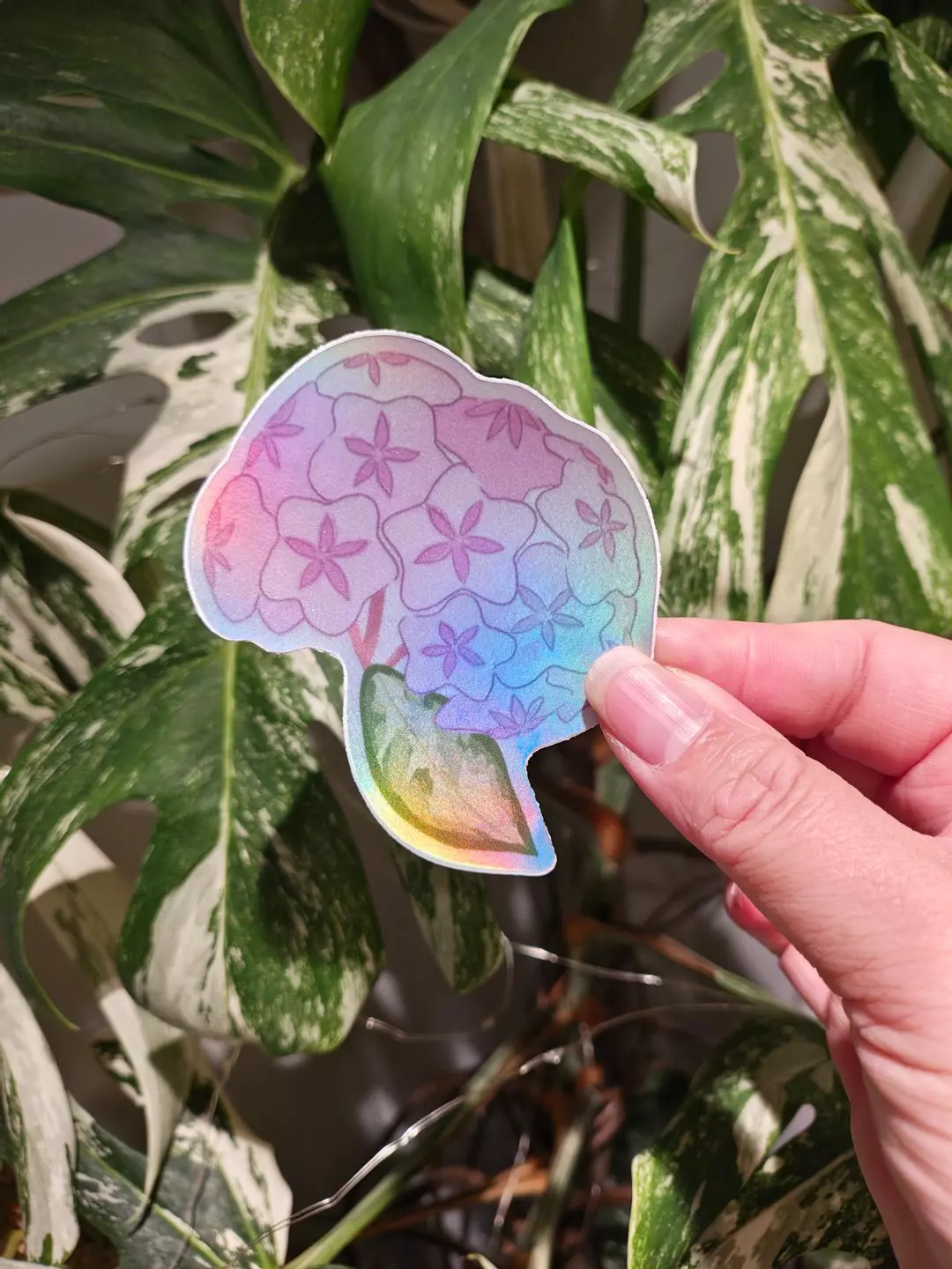 Hoya Bloom  UV and Waterproof sticker thumbnail