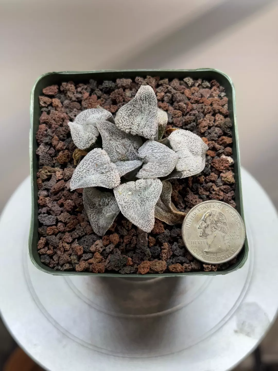 Haworthia Pygmaea ‘Konayuki’ thumbnail