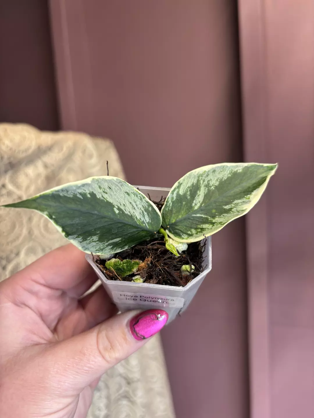 Hoya Polyneura Ice Queen  thumbnail