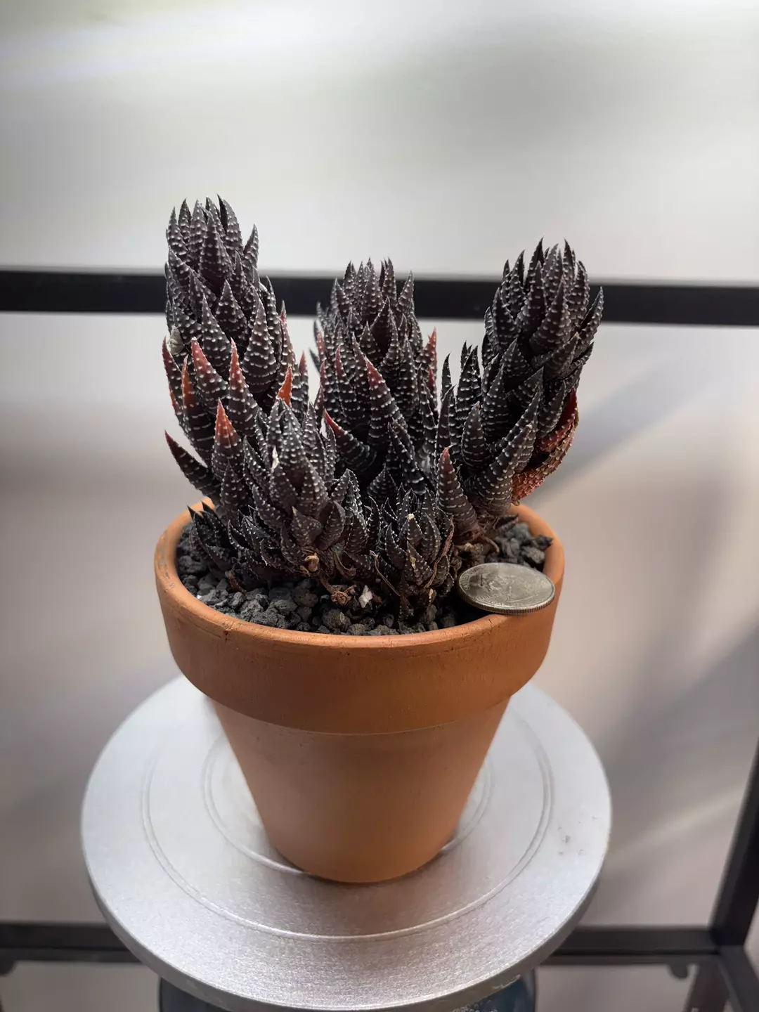 Haworthiopsis Reinwardtii. 10+ heads / cluster. thumbnail