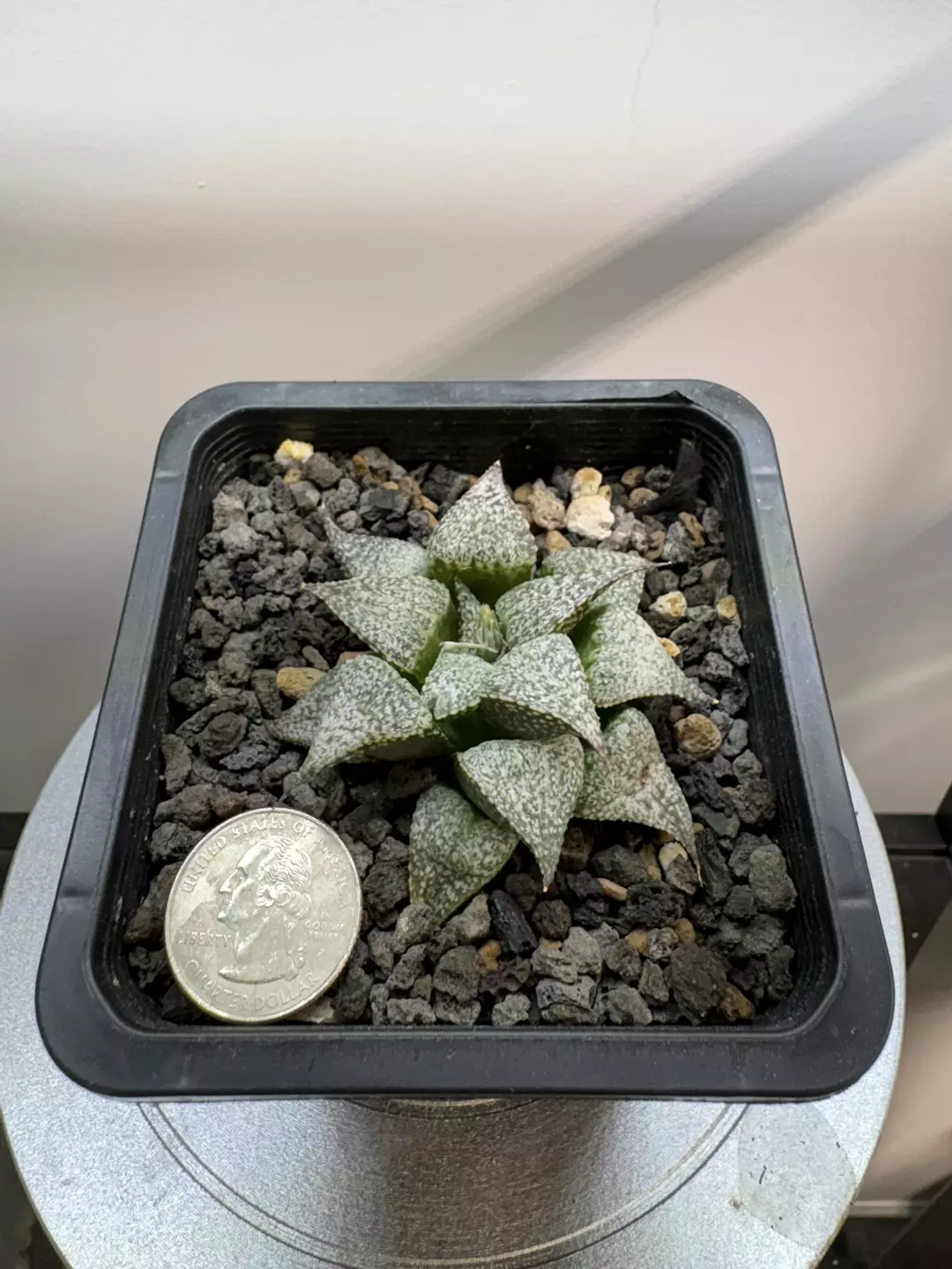 Haworthia Splendens ‘Andromeda’ thumbnail